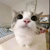 fadli.ahmad026