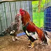 Gà Việt Tân Cần Thơ