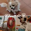 cloe_animal