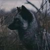 river_the_therian013