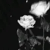 sturnxluv.x