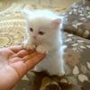 mira.mido5