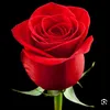 kirmizi.gul38