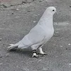 ahmedsherzad64