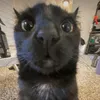 zzyrusnnn