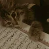 layla_h05