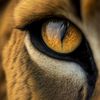 lion.is.back16
