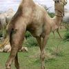 masuud.haarun