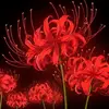 red_spider_lily038