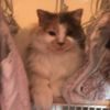 dabbingcats123