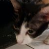 cat_meow172