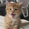myyy_cat102
