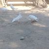 19nurlan_49