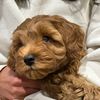 milo_snugbugcavoodle
