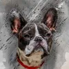 frenchbulldogjacky