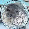 justaguy.who.loves.seals