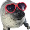 seal_cutiee