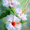 aysha_moni41