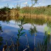 kubawedkuje