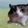 noilauthapcam52