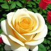 ashraf.abdelrazig