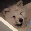 jdogfortnight