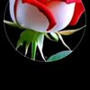 abdul.ll51
