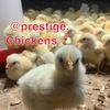 prestige.chickens