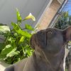 imthecutefrenchie