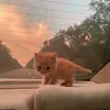 meowka_soda