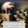 Свинокомбинатор