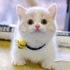 heavygato
