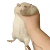 le.roi.des.rats40