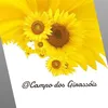 campodosgirassois