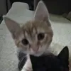 kittypyink