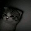 _meredith_.vp