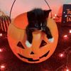 .adorbssayla