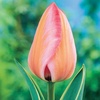 tulip_desigm