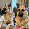 gsd.kobi.nina