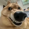 nglehoang_