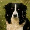 colleenbordercollie