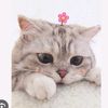 kim_00000011