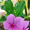 ak.myint01