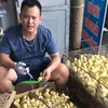 Thú Y & Con Giống Hùng Vịt