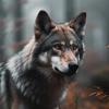 wolf_lover72