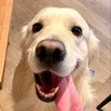 carterthegolden