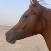 alsharif924