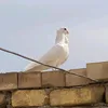 ahmd.hndss