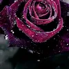 tracey.allen57