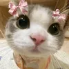 moonie.220